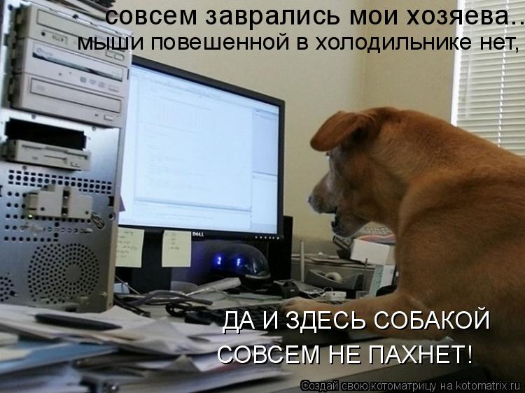 совсем заврались мои хозяева... мыши повешенной в холодильнике нет, ДА И ЗДЕСЬ СОБАКОЙ СОВСЕМ НЕ ПА... Котоматрица: совсем заврались мои хозяева... мыши повешенной в холодильнике нет, ДА И ЗДЕСЬ СОБАКОЙ СОВСЕМ НЕ ПАХНЕТ!