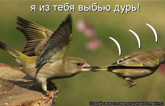 ) ) ) я из тебя выбью дурь!... Котоматрица: ) ) ) я из тебя выбью дурь!