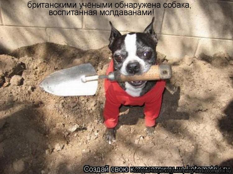 британскими учёными обнаружена собака, воспитанная молдаванами!... Котоматрица: британскими учёными обнаружена собака, воспитанная молдаванами!