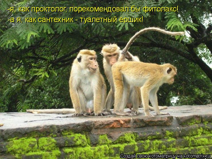 -я, как проктолог, порекомендовал бы фитолакс! -а я, как сантехник - туалетный ёршик!... Котоматрица: -я, как проктолог, порекомендовал бы фитолакс! -а я, как сантехник - туалетный ёршик!