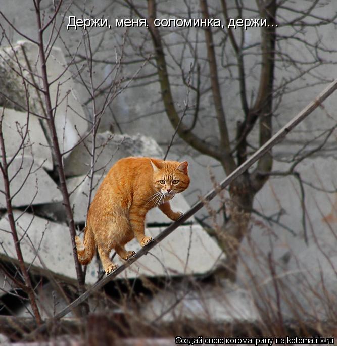 Держи, меня, соломинка, держи...... Котоматрица: Держи, меня, соломинка, держи...