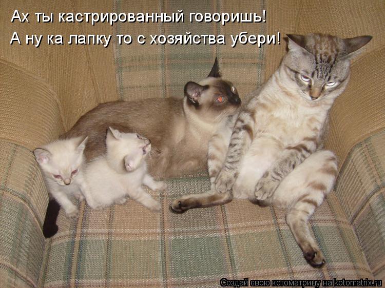 Ах ты кастрированный говоришь! А ну ка лапку то с хозяйства убери!... Котоматрица: Ах ты кастрированный говоришь! А ну ка лапку то с хозяйства убери!