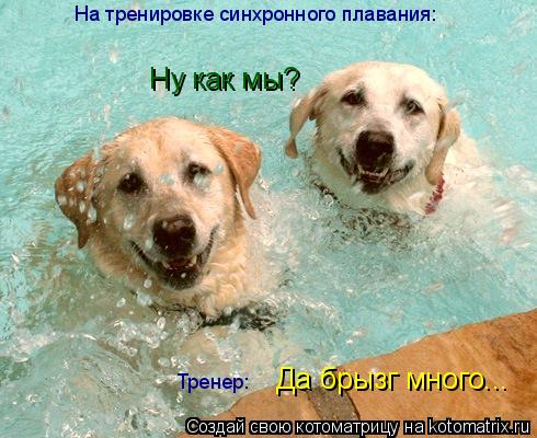 На тренировке синхронного плавания: Ну как мы? Да брызг много... Тренер:... Котоматрица: На тренировке синхронного плавания: Ну как мы? Да брызг много... Тренер: