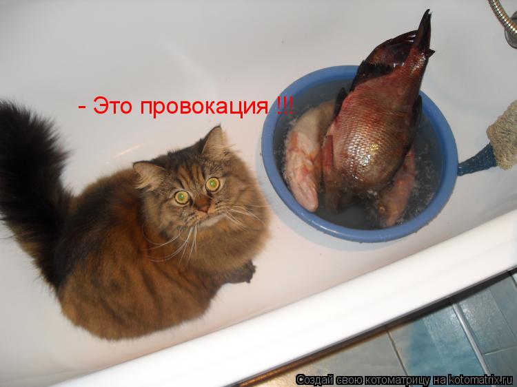 - Это провокация !!!... Котоматрица: - Это провокация !!!