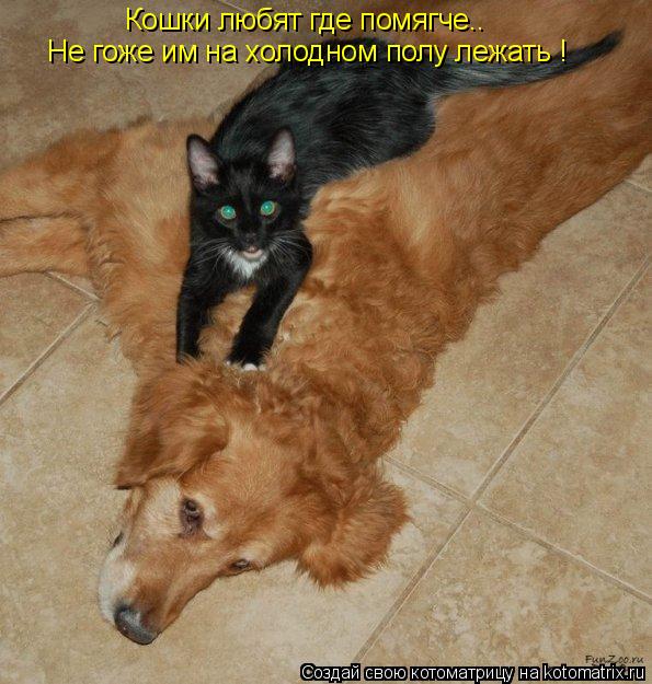 Кошки любят где помягче.. Не гоже им на холодном полу лежать !... Котоматрица: Кошки любят где помягче.. Не гоже им на холодном полу лежать !