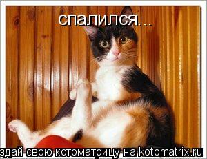 Котоматрица: спалился...