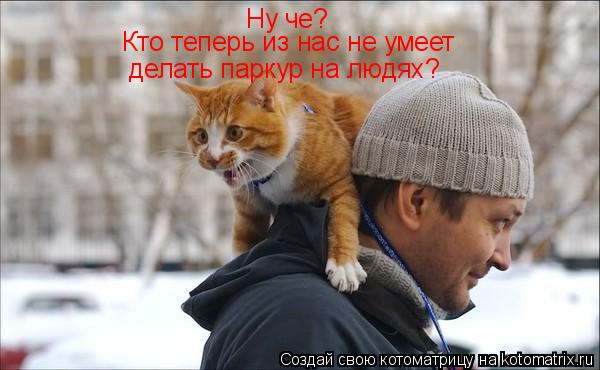 Ну че? Кто теперь из нас не умеет делать паркур на людях?... Котоматрица: Ну че? Кто теперь из нас не умеет делать паркур на людях?