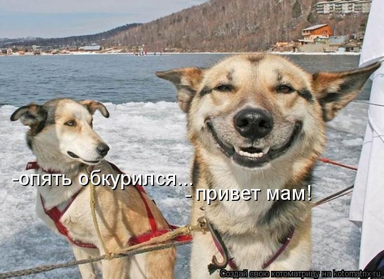 Котоматрица: привет мам! -опять обкурился... -