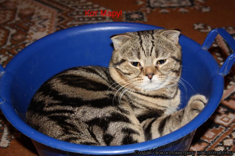 Кот Мару!... Котоматрица: Кот Мару!