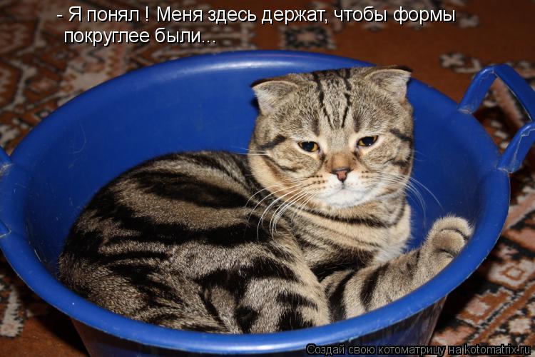 - Я понял ! Меня здесь держат, чтобы формы покруглее были...... Котоматрица: - Я понял ! Меня здесь держат, чтобы формы покруглее были...