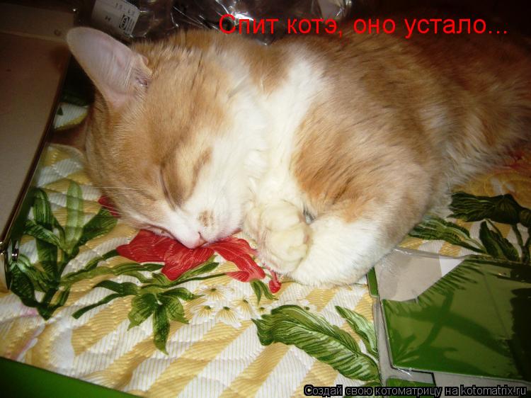 Спит котэ, оно устало...... Котоматрица: Спит котэ, оно устало...