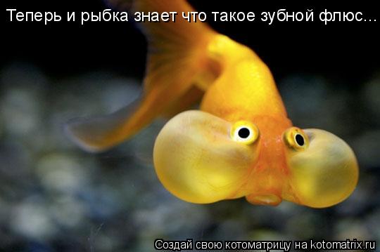 Теперь и рыбка знает что такое зубной флюс...... Котоматрица: Теперь и рыбка знает что такое зубной флюс...