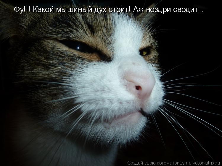 Фу!!! Какой мышиный дух стоит! Аж ноздри сводит...... Котоматрица: Фу!!! Какой мышиный дух стоит! Аж ноздри сводит...