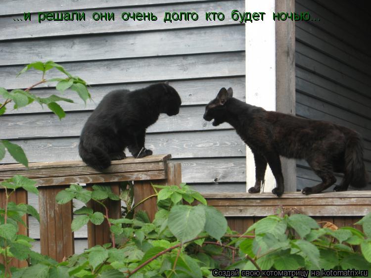 ...и решали они очень долго кто будет ночью...... Котоматрица: ...и решали они очень долго кто будет ночью...