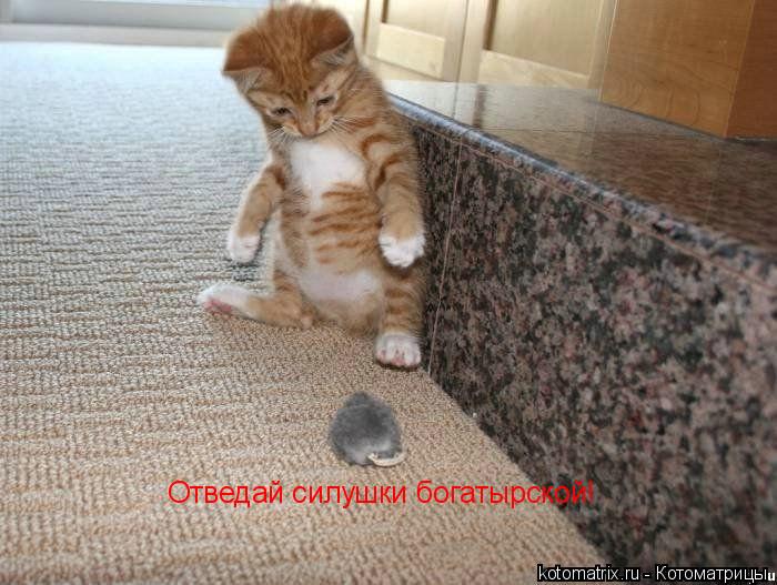 Отведай силушки богатырской!... Котоматрица: Отведай силушки богатырской!