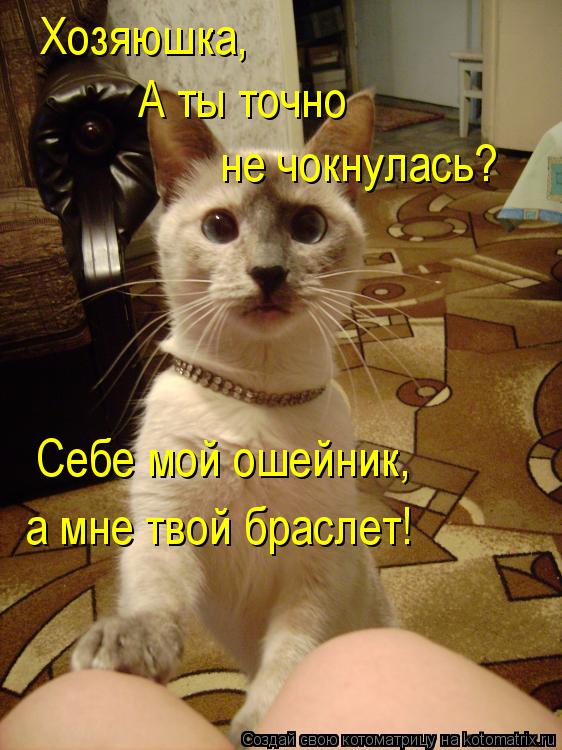 Хозяюшка, А ты точно не чокнулась? Себе мой ошейник, а мне твой браслет!... Котоматрица: Хозяюшка, А ты точно не чокнулась? Себе мой ошейник, а мне твой браслет!