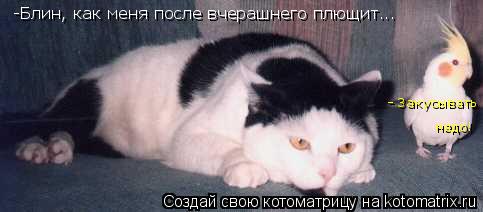 -Блин, как меня после вчерашнего плющит... - Закусывать надо!... Котоматрица: -Блин, как меня после вчерашнего плющит... - Закусывать надо!