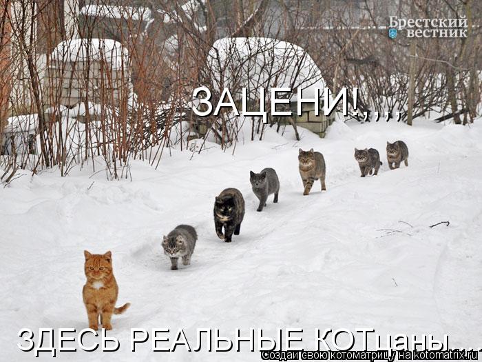 ЗАЦЕНИ!,,,, ЗДЕСЬ РЕАЛЬНЫЕ КОТцаны....... Котоматрица: ЗАЦЕНИ!,,,, ЗДЕСЬ РЕАЛЬНЫЕ КОТцаны....