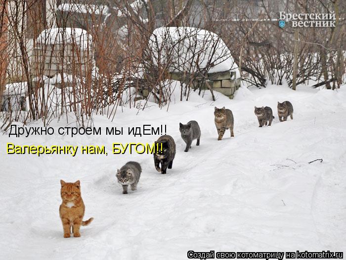 Дружно строем мы идЕм!! Валерьянку нам, БУГОМ!!... Котоматрица: Дружно строем мы идЕм!! Валерьянку нам, БУГОМ!!