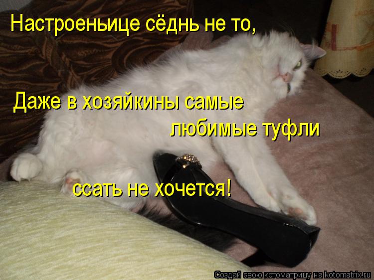 Настроеньице сёднь не то, Даже в хозяйкины самые любимые туфли ссать не хочется!... Котоматрица: Настроеньице сёднь не то, Даже в хозяйкины самые любимые туфли ссать не хочется!
