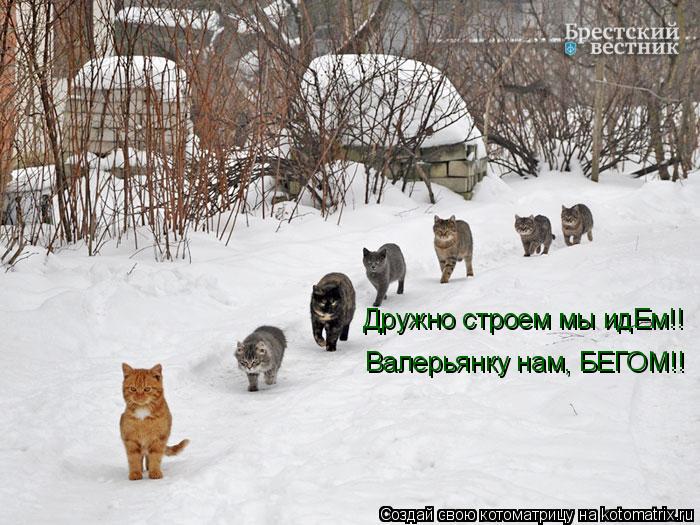 Дружно строем мы идЕм!! Валерьянку нам, БЕГОМ!!... Котоматрица: Дружно строем мы идЕм!! Валерьянку нам, БЕГОМ!!
