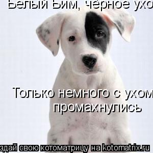 Белый Бим, чёрное ухо.... Только немного с ухом промахнулись... Котоматрица: Белый Бим, чёрное ухо.... Только немного с ухом промахнулись