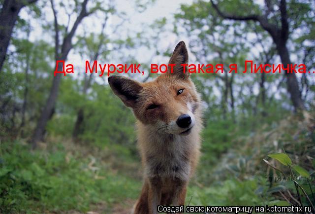 Да Мурзик, вот такая я Лисичка....... Котоматрица: Да Мурзик, вот такая я Лисичка....