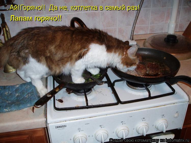 Ай!Горячо!! Да не, котлетка в самый раз! Лапам горячо!!... Котоматрица: Ай!Горячо!! Да не, котлетка в самый раз! Лапам горячо!!