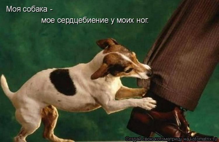 Моя собака - мое сердцебиение у моих ног.... Котоматрица: Моя собака - мое сердцебиение у моих ног.