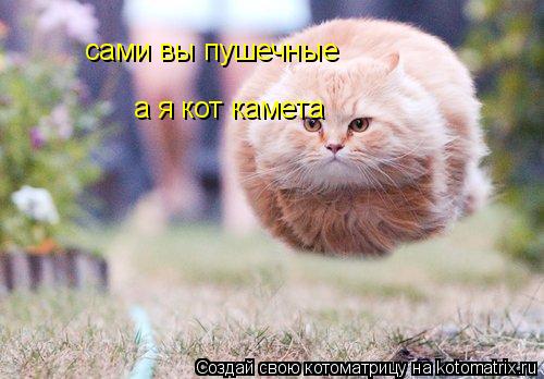 сами вы пушечные а я кот камета... Котоматрица: сами вы пушечные а я кот камета