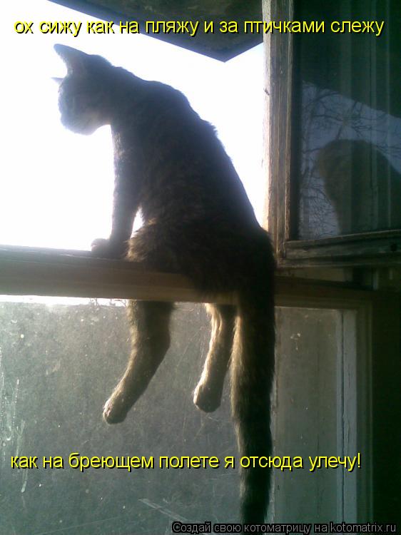 ох сижу как на пляжу и за птичками слежу как на бреющем полете я отсюда улечу!... Котоматрица: ох сижу как на пляжу и за птичками слежу как на бреющем полете я отсюда улечу!