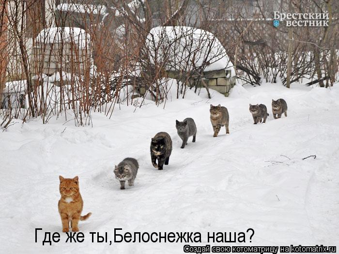 Где же ты,Белоснежка наша?... Котоматрица: Где же ты,Белоснежка наша?