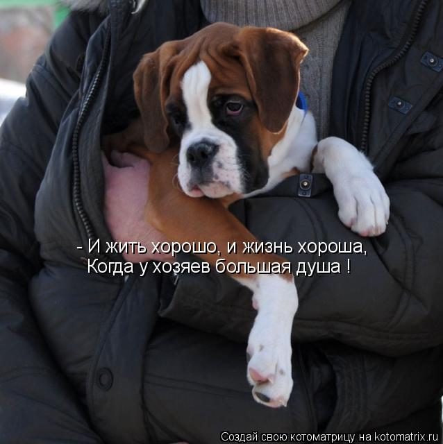 - И жить хорошо, и жизнь хороша, Когда у хозяев большая душа !... Котоматрица: - И жить хорошо, и жизнь хороша, Когда у хозяев большая душа !