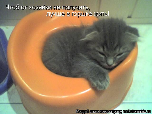 Чтоб от хозяйки не получить, лучше в горшке жить!... Котоматрица: Чтоб от хозяйки не получить, лучше в горшке жить!