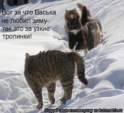 Вот за что Васька не любил зиму- так это за узкие тропинки!... Котоматрица: Вот за что Васька не любил зиму- так это за узкие тропинки!