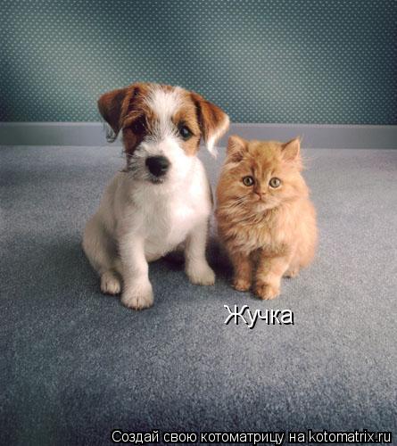 Жучка... Котоматрица: Жучка