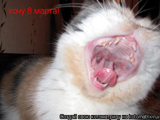 хочу 8 марта!... Котоматрица: хочу 8 марта!