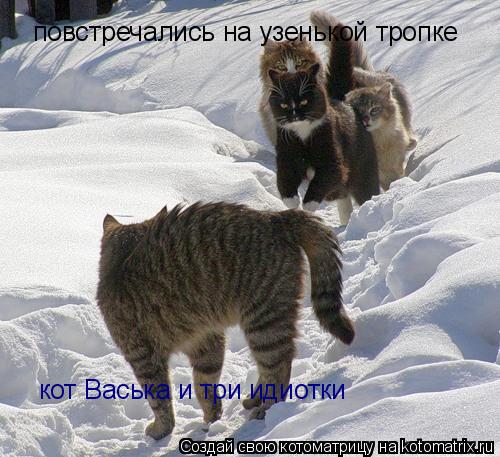 повстречались на узенькой тропке кот Васька и три идиотки... Котоматрица: повстречались на узенькой тропке кот Васька и три идиотки