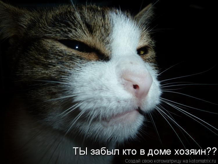 ТЫ забыл кто в доме хозяин??... Котоматрица: ТЫ забыл кто в доме хозяин??