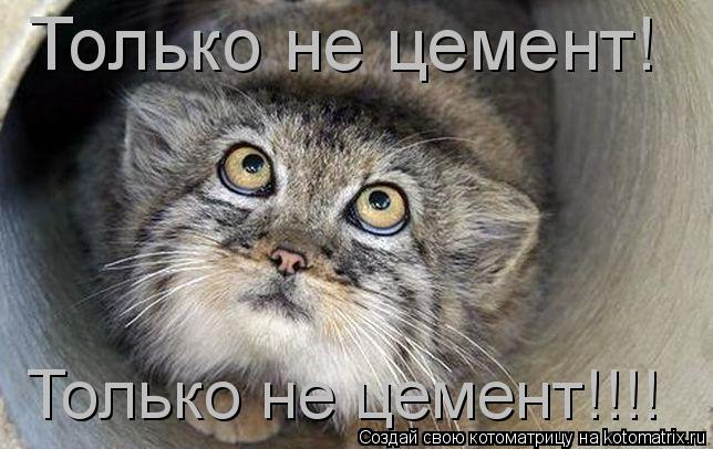 Только не цемент! Только не цемент!!!!... Котоматрица: Только не цемент! Только не цемент!!!!