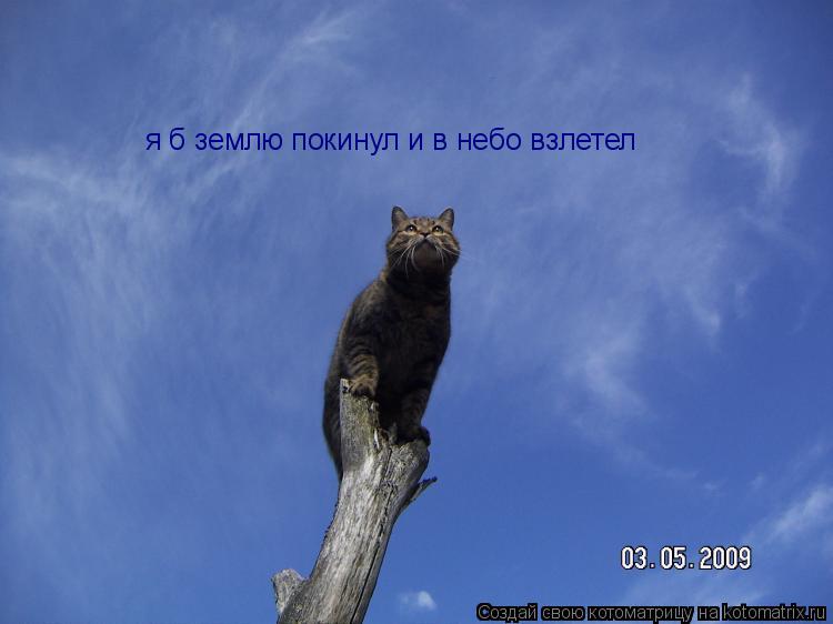 я б землю покинул и в небо взлетел... Котоматрица: я б землю покинул и в небо взлетел