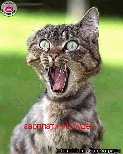 зарплати не буде!... Котоматрица: зарплати не буде!