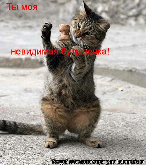 Ты моя невидимая бутылочка!... Котоматрица: Ты моя невидимая бутылочка!