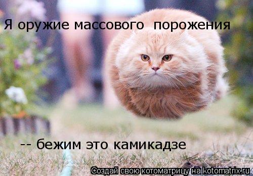 Я оружие массового порожения -- бежим это камикадзе... Котоматрица: Я оружие массового порожения -- бежим это камикадзе