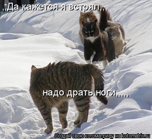 ,,Да кажется я встрял,,, надо драть ноги,,,,,... Котоматрица: ,,Да кажется я встрял,,, надо драть ноги,,,,,
