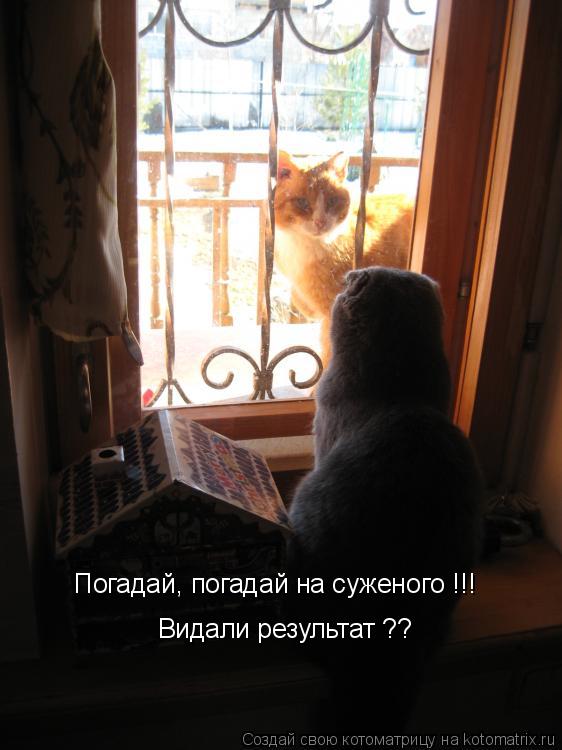 Погадай, погадай на суженого !!! Видали результат ??... Котоматрица: Погадай, погадай на суженого !!! Видали результат ??