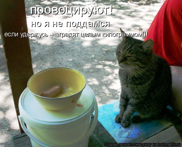 провоцируют! но я не поддамся если удержусь -наградят целым килограммом!!!... Котоматрица: провоцируют! но я не поддамся если удержусь -наградят целым килограммом!!!