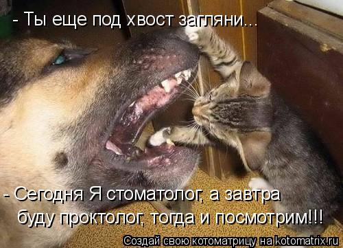 - Ты еще под хвост загляни... - Сегодня Я стоматолог, а завтра буду проктолог, тогда и посмотрим!!!... Котоматрица: - Ты еще под хвост загляни... - Сегодня Я стоматолог, а завтра буду проктолог, тогда и посмотрим!!!