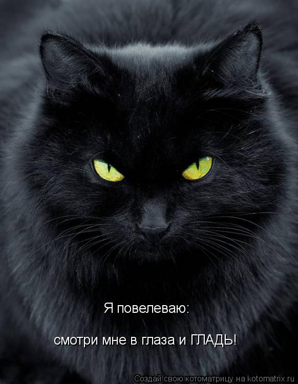 Я повелеваю: смотри мне в глаза и ГЛАДЬ!... Котоматрица: Я повелеваю: смотри мне в глаза и ГЛАДЬ!