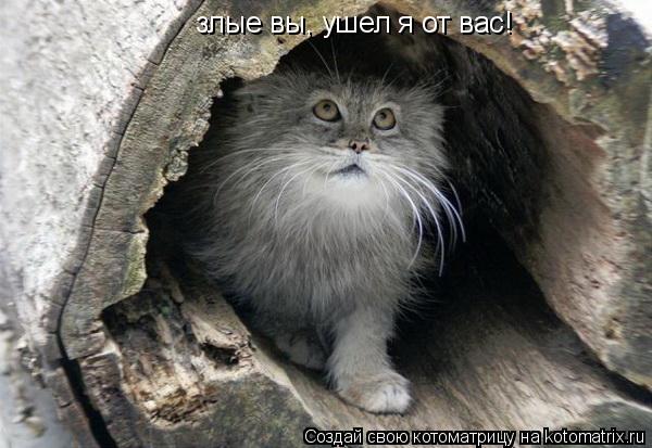 злые вы, ушел я от вас!... Котоматрица: злые вы, ушел я от вас!